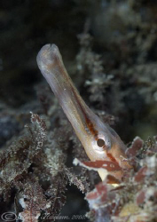Snake pipefish. Another one from Trefor pier. D200, 60mm. by Derek Haslam 